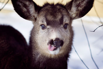 White tailed doe portrait - image #344155 gratis